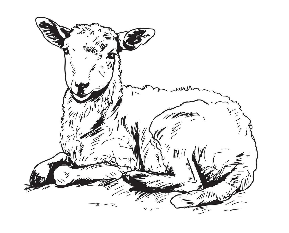 carino agnello dire bugie mano disegnato schizzo vettore illustrazione