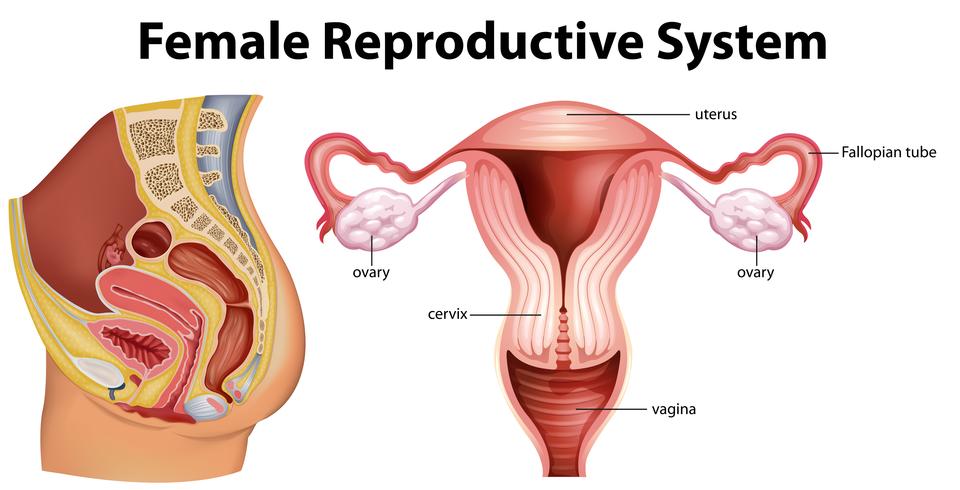 Diagramma che mostra il sistema riproduttivo femminile vettore