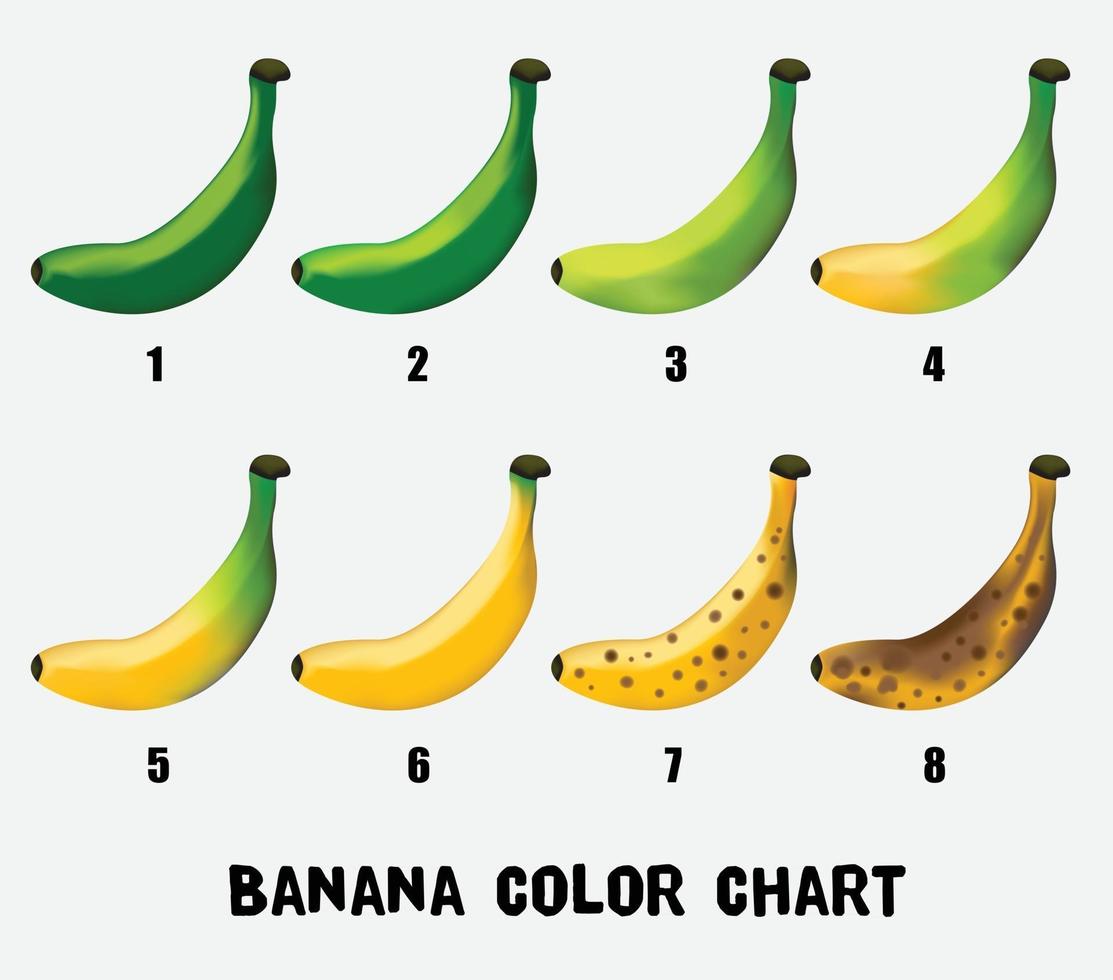 cartella colori della banana dal verde giovane al giallo fino a maturazione. vettore