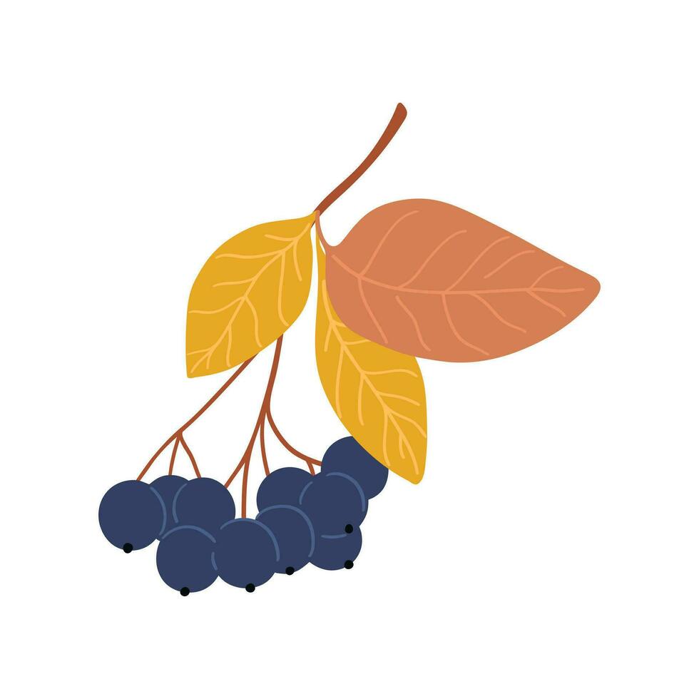 nero Rowan frutti di bosco mano disegnato illustrazione isolato su bianca. ramo di pianta, biologico salutare Prodotto. raccogliere stagione vettore