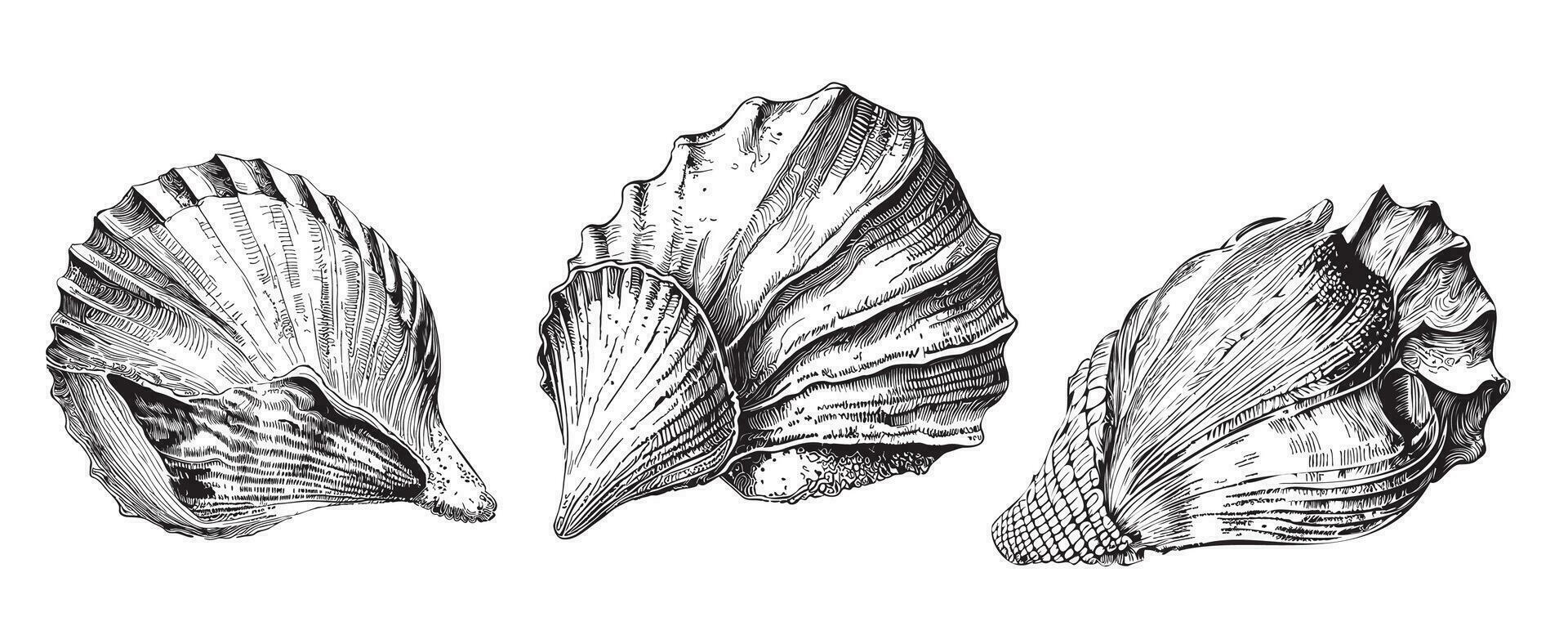 impostato di enorme mare conchiglie mano disegnato schizzo nel scarabocchio stile vettore illustrazione