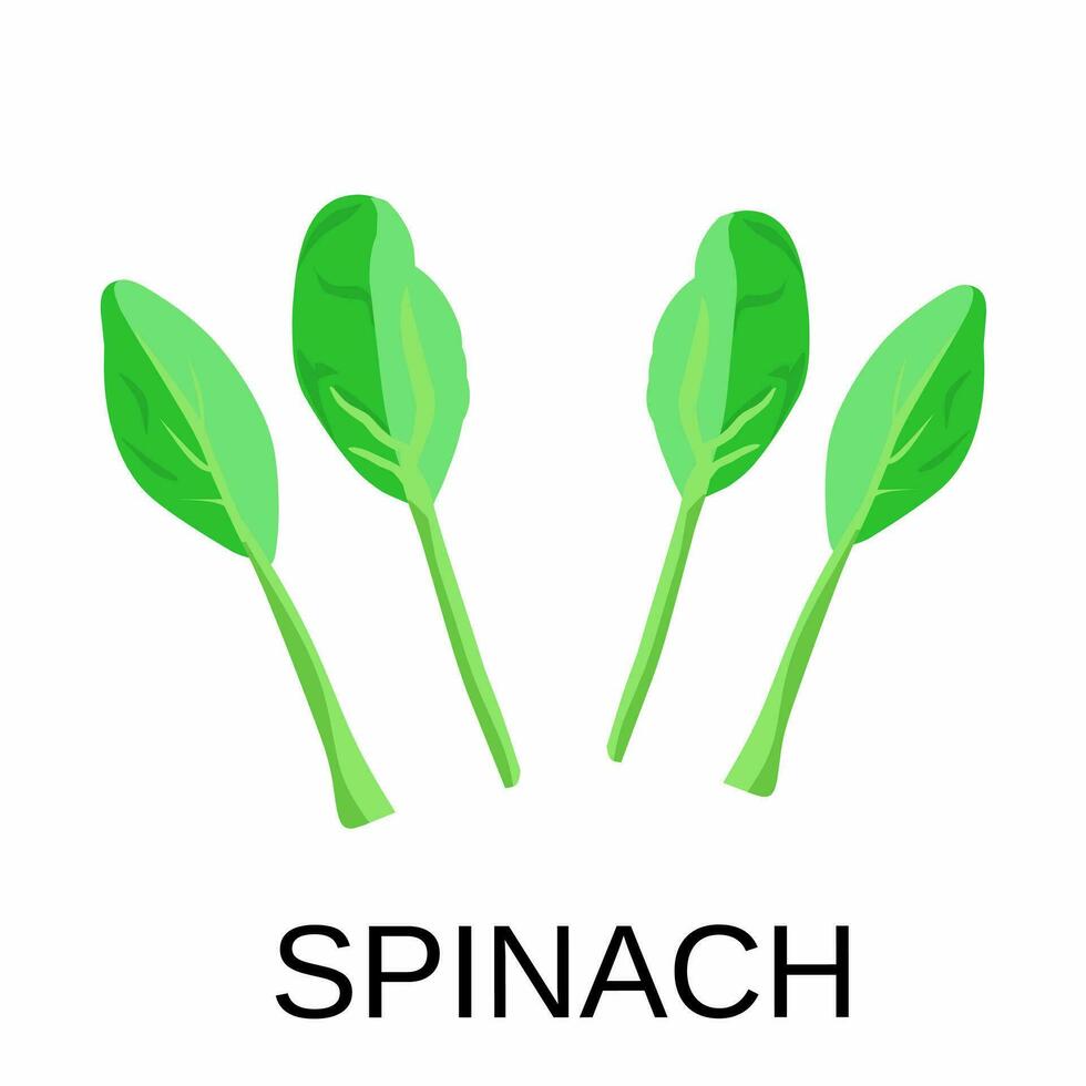 vettore illustrazione, spinaci con isolato bianca sfondo