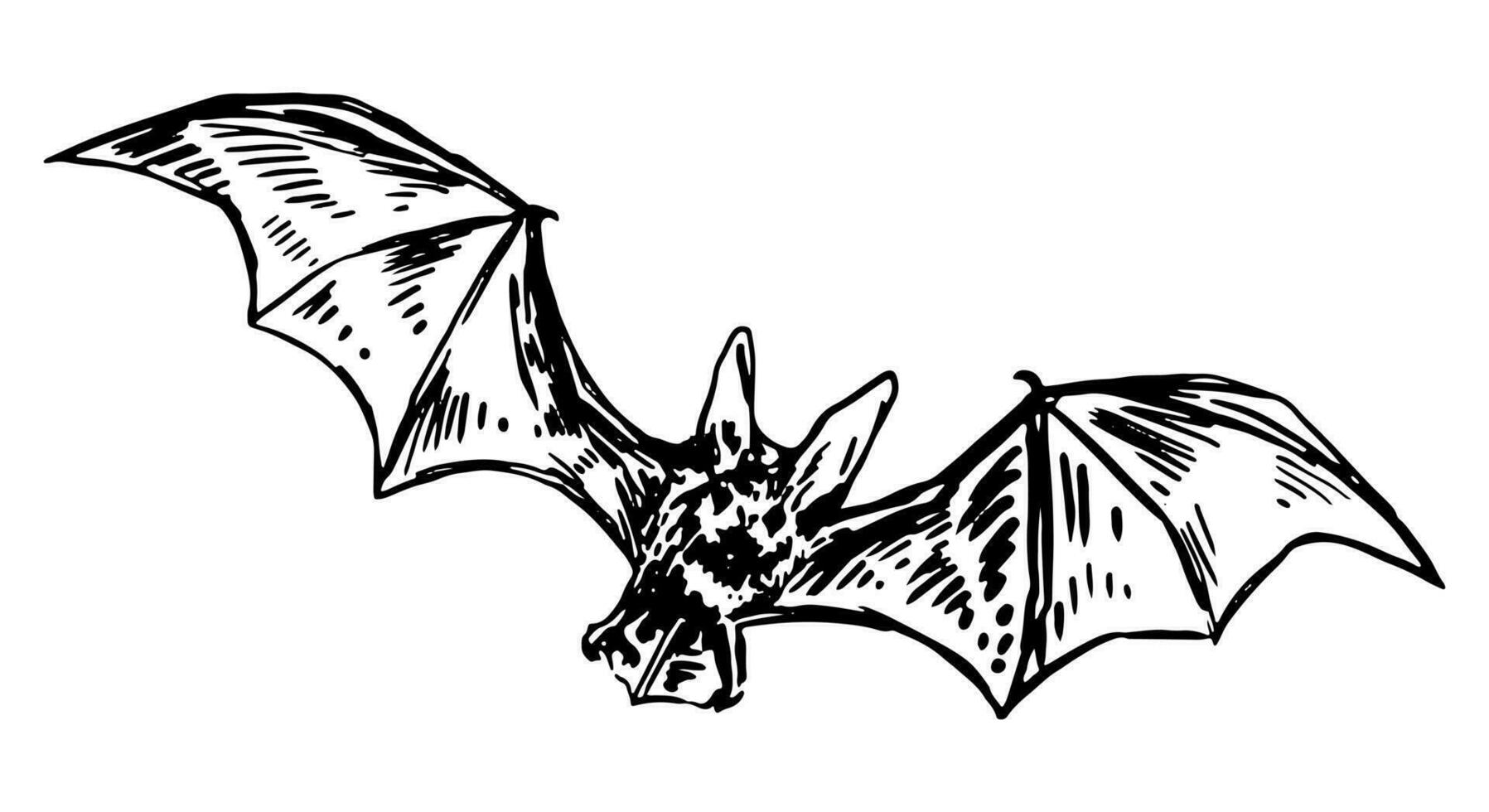 volante pipistrello schizzo. realistico inchiostro disegno di notturno selvaggio animale. Halloween mano disegnato vettore illustrazione. retrò schema clipart per arredamento isolato su bianca.