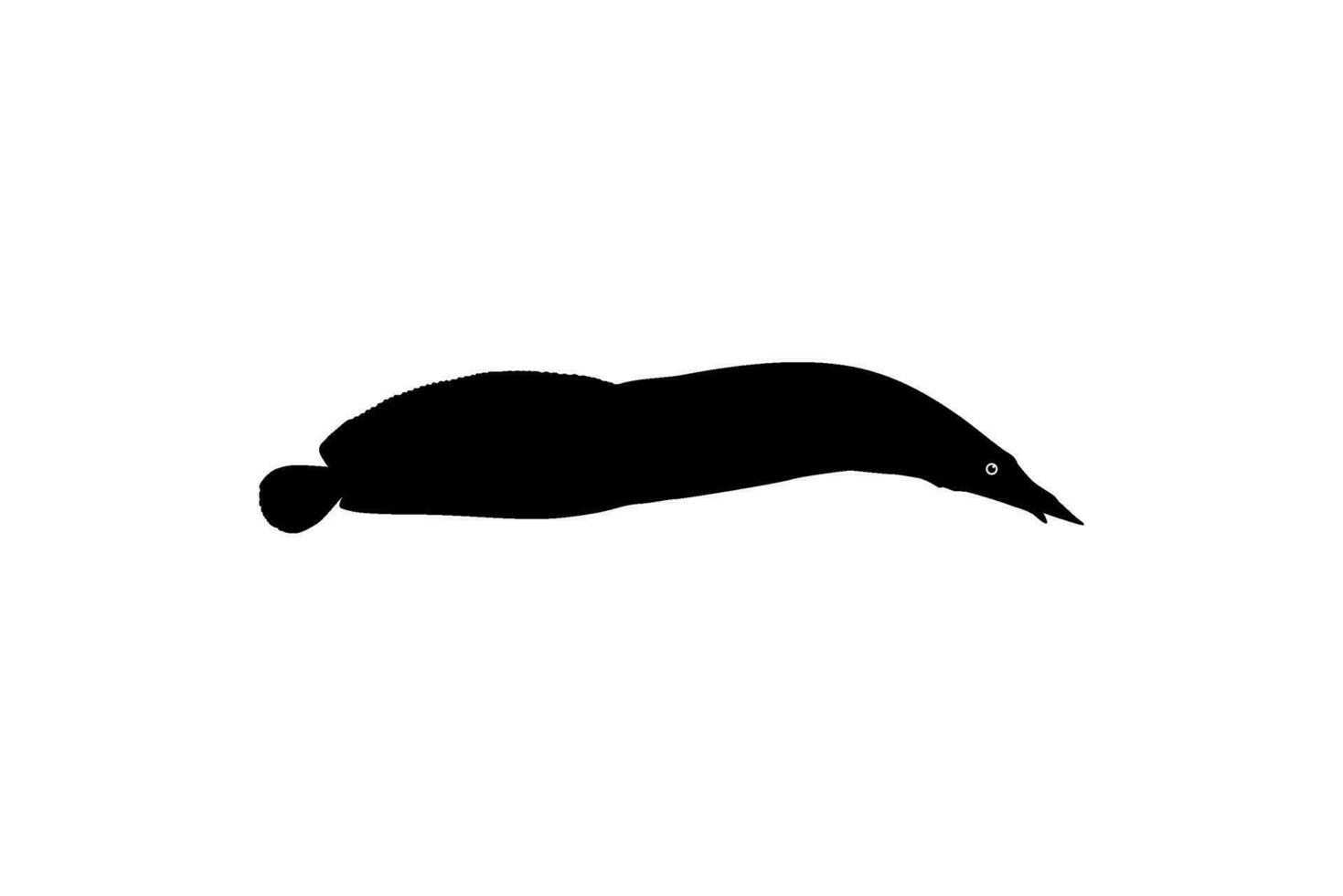 silhouette di il fuoco anguilla, mastacembelus eritrotenia, è un' relativamente grande specie di coperto di spine anguilla, può uso per arte illustrazione, logo genere, pittogramma, sito web, o grafico design elemento. vettore
