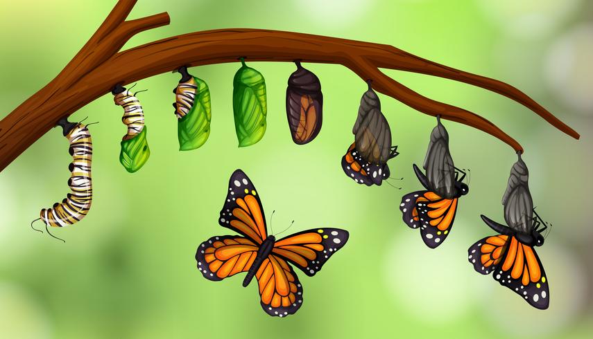 Ciclo di vita della farfalla scientifica vettore