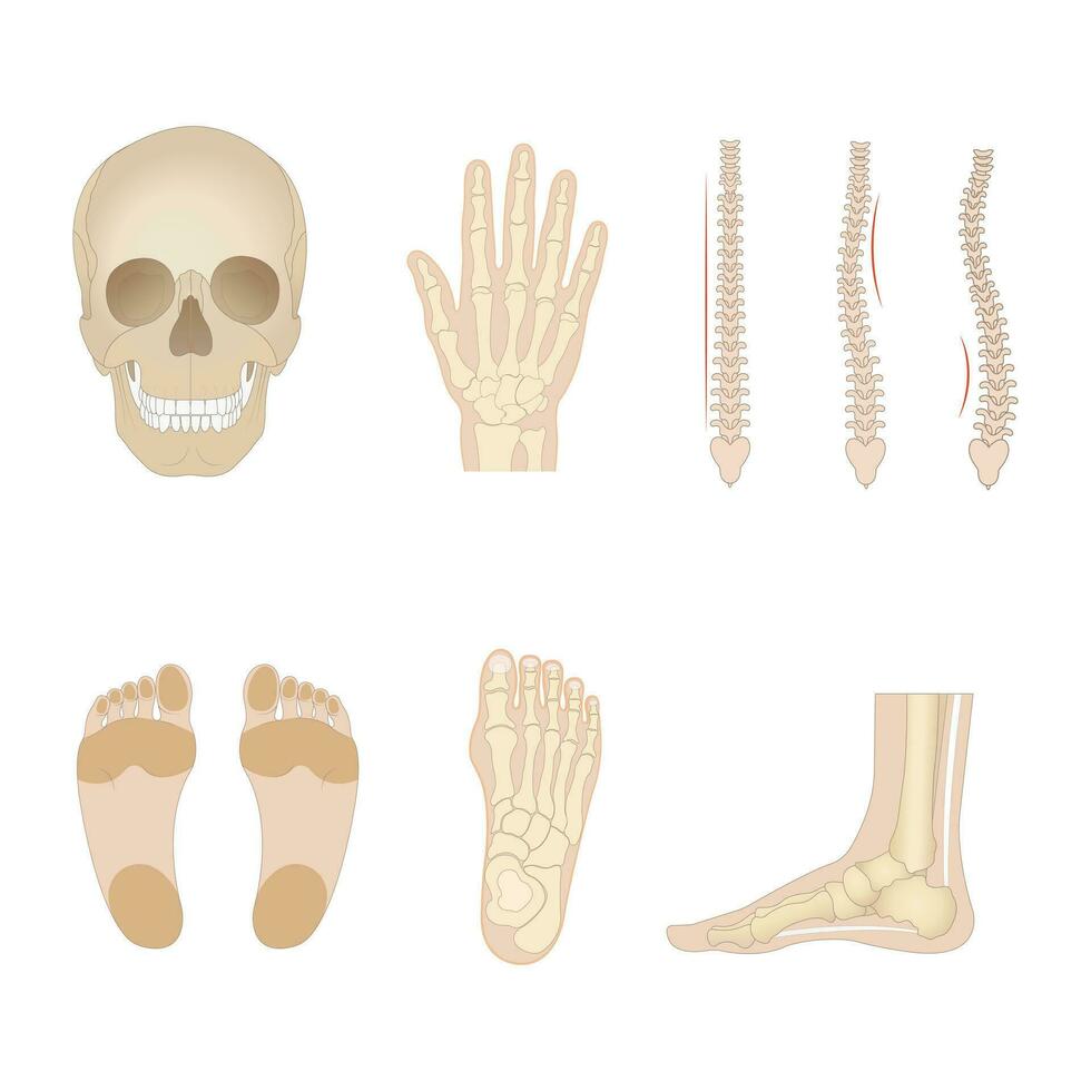 realistico umano ossa. isolato anatomico corpo parti, scheletro elementi, davanti Visualizza di cranio, piedi, braccia e, bacino, vario articolazioni, educativo medico modello, pieno vettore impostato