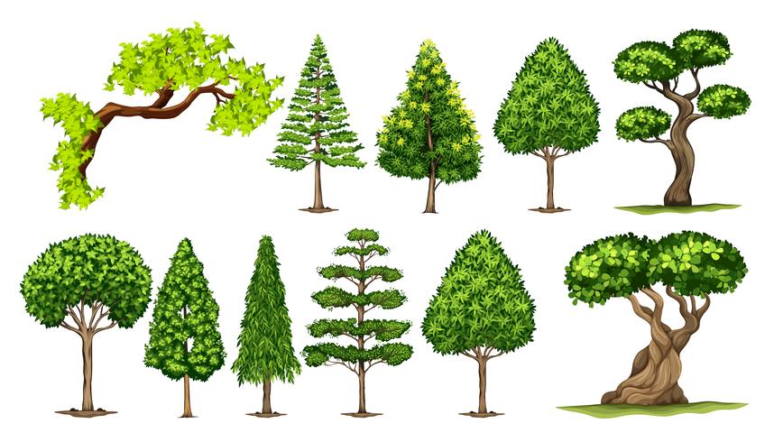 Diversi tipi di alberi vettore