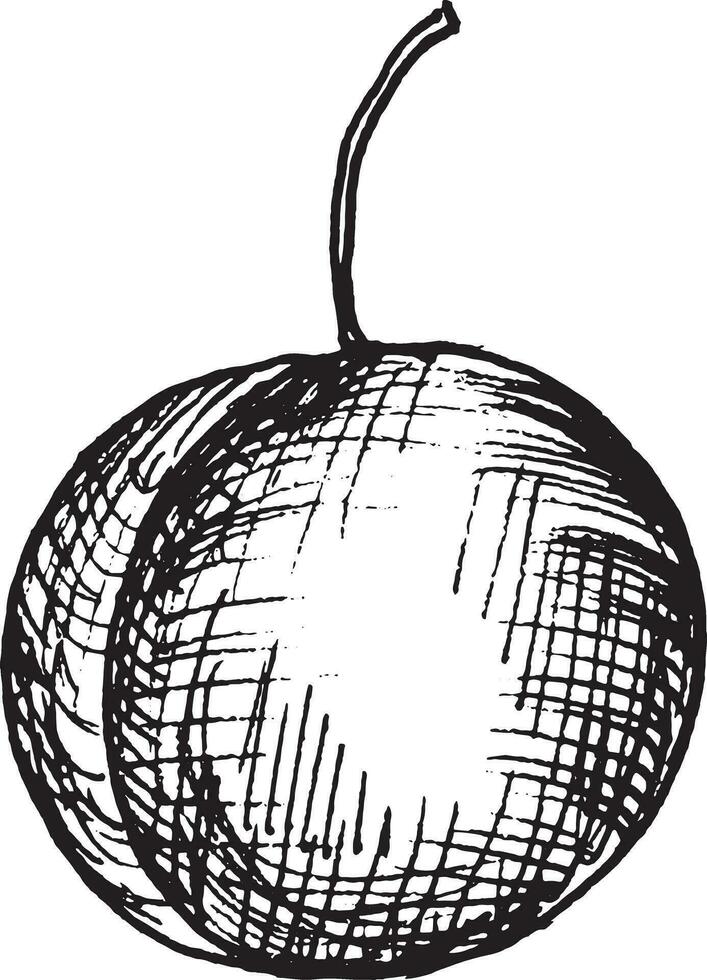 vettore grafico illustrazione di mano disegnato prugna. nero e bianca disegno di prugna