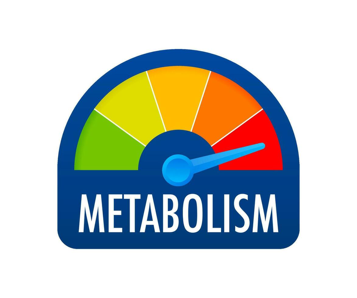 metabolismo livello scala. cartello tachimetro, tachimetro, indicatori vettore azione illustrazione