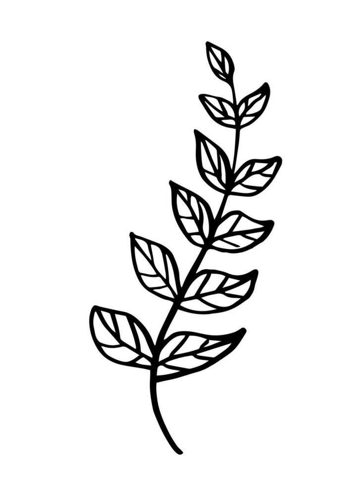 foglia, erbe aromatiche erba mano disegnato scarabocchio schizzo. vettore illustrazione singolo di cartone animato botanico pianta. isolato su bianca sfondo.