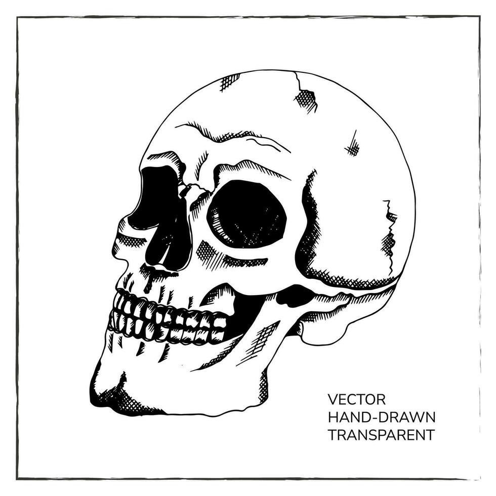 mano disegnato umano cranio. schizzo umano scheletro morto testa Halloween incisione vettore illustrazione. il male e spaventoso viso con cattivo denti.