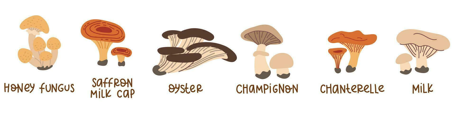 cartone animato commestibile funghi. un' impostato di vettore illustrazioni di commestibile funghi di il autunno foresta con iscrizioni per studiando nel un' piatto stile. foresta cartone animato funghi. commestibile fungo