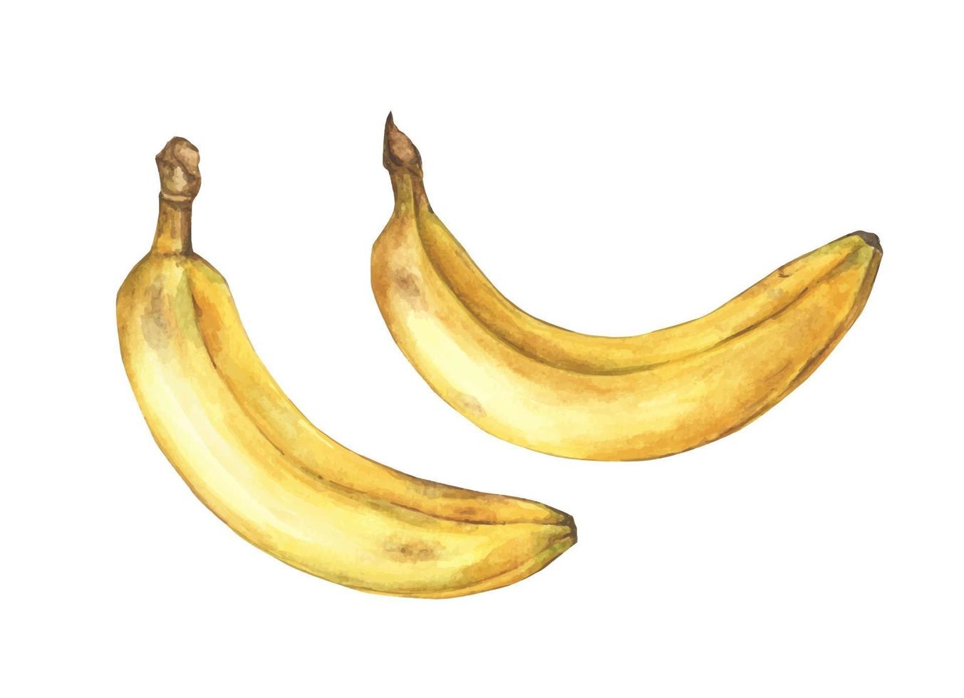 set di banane mature. illustrazione dell'acquerello. vettore