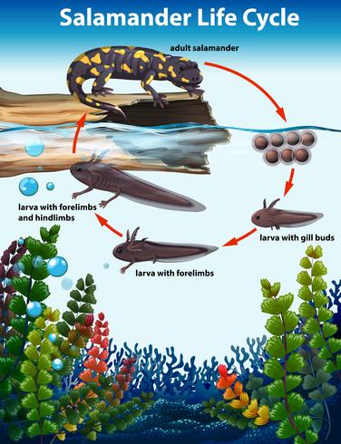 Salamandra concetto di ciclo di vita vettore