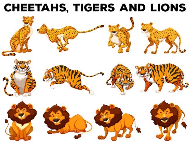 Set di ghepardi e tigri vettore