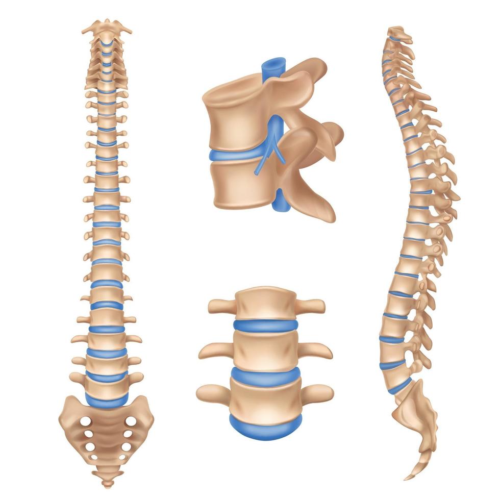 illustrazione vettoriale set realistico della colonna vertebrale