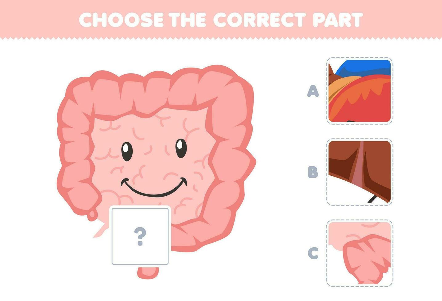 formazione scolastica gioco per bambini scegliere il corretta parte per completare un' carino cartone animato intestino immagine stampabile anatomia e organo foglio di lavoro vettore