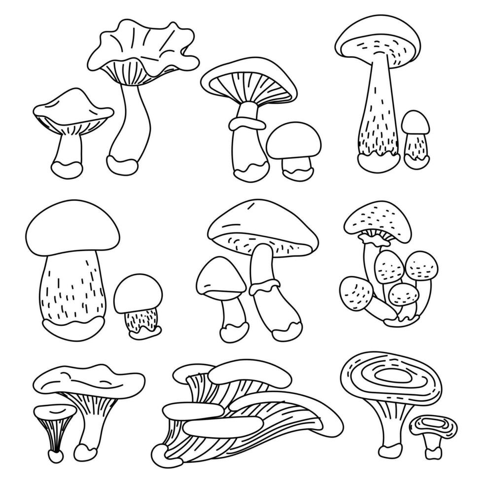 impostato di sagomato commestibile funghi con nomi. vettore illustrazioni di commestibile funghi di il autunno foresta. scarabocchio illustrazioni nel Nero, schema, schizzo su bianca. piatto illustrazione per colorazione