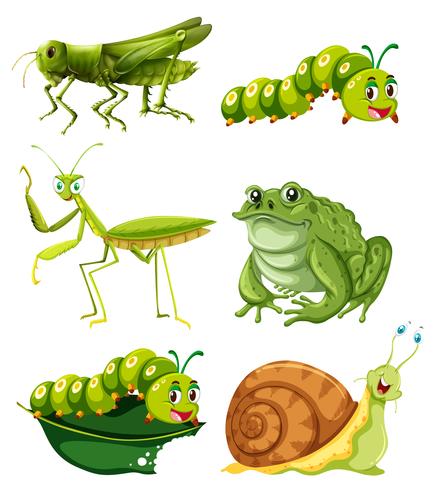Diversi tipi di insetti in colore verde vettore