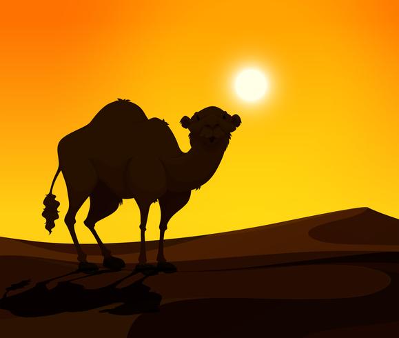 Cammello in piedi sulla terra del deserto al tramonto vettore