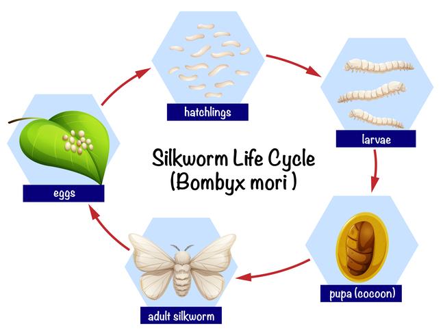 Schema del ciclo di vita del baco da seta vettore