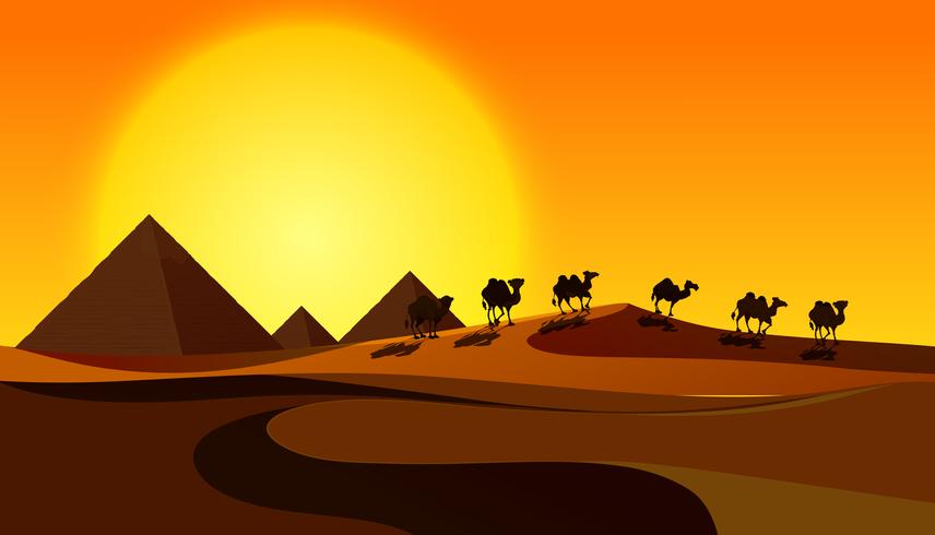 Silhouette Camels in Desert Scene vettore