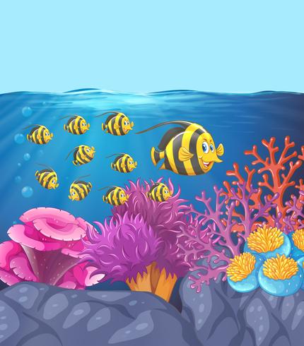 Banco di pesci nella barriera corallina vettore