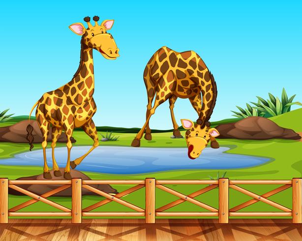 Due giraffe in uno zoo vettore