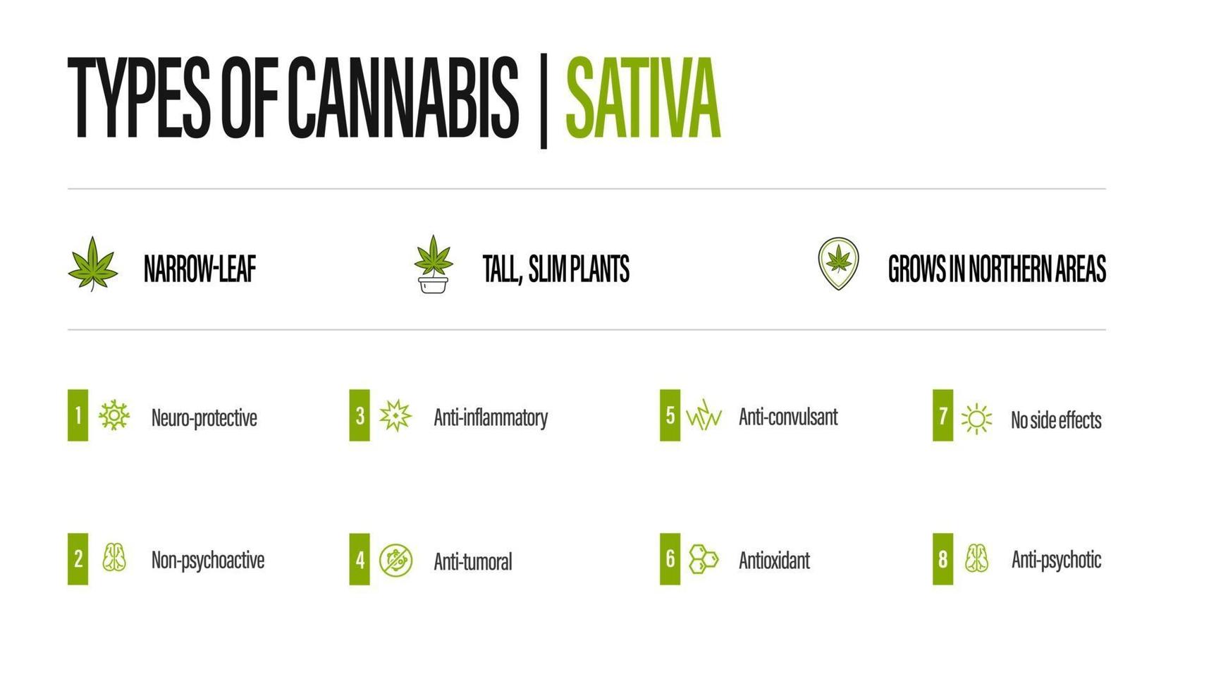 poster informativo bianco dei tipi di cannabis con infografica. sativa vettore