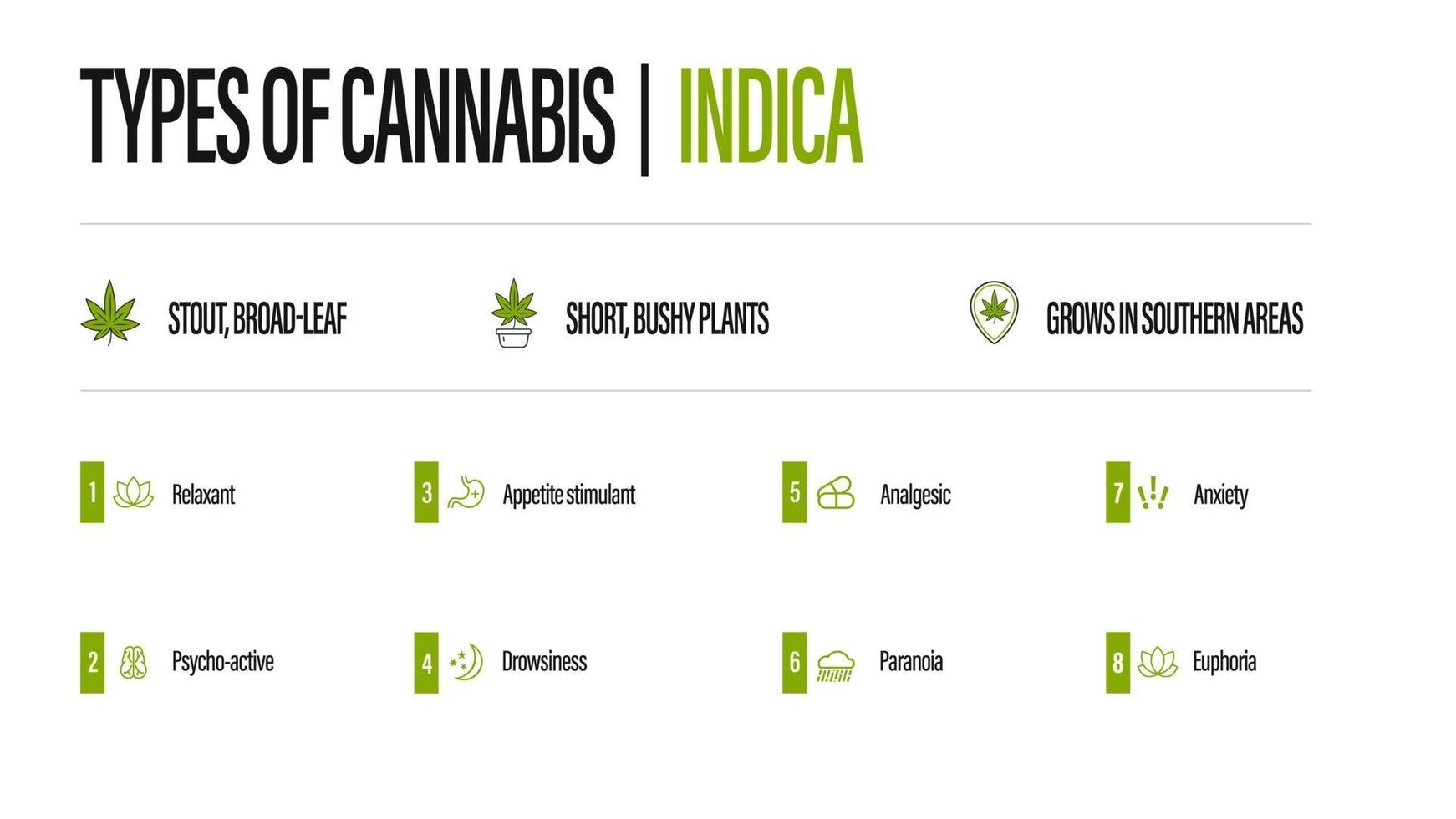 poster informativo bianco dei tipi di cannabis con infografica. indica vettore