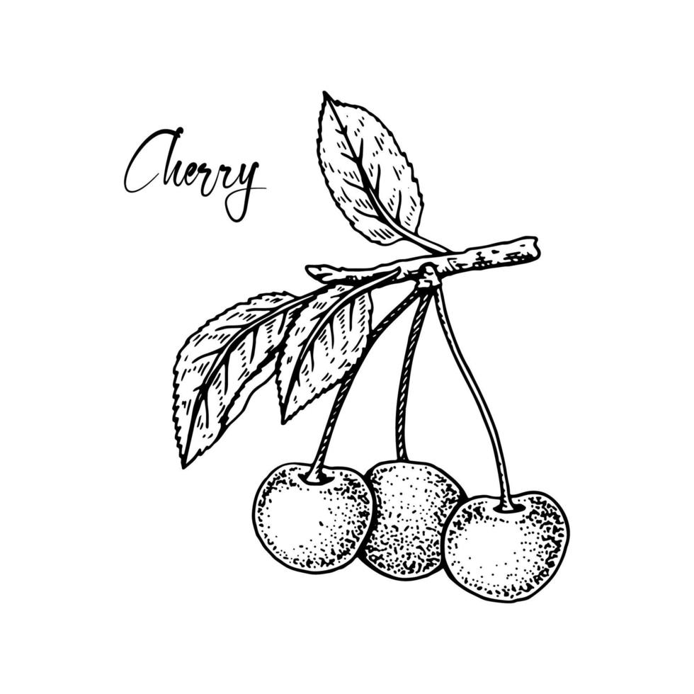 ramo di ciliegio disegnato a mano con bacche vettore