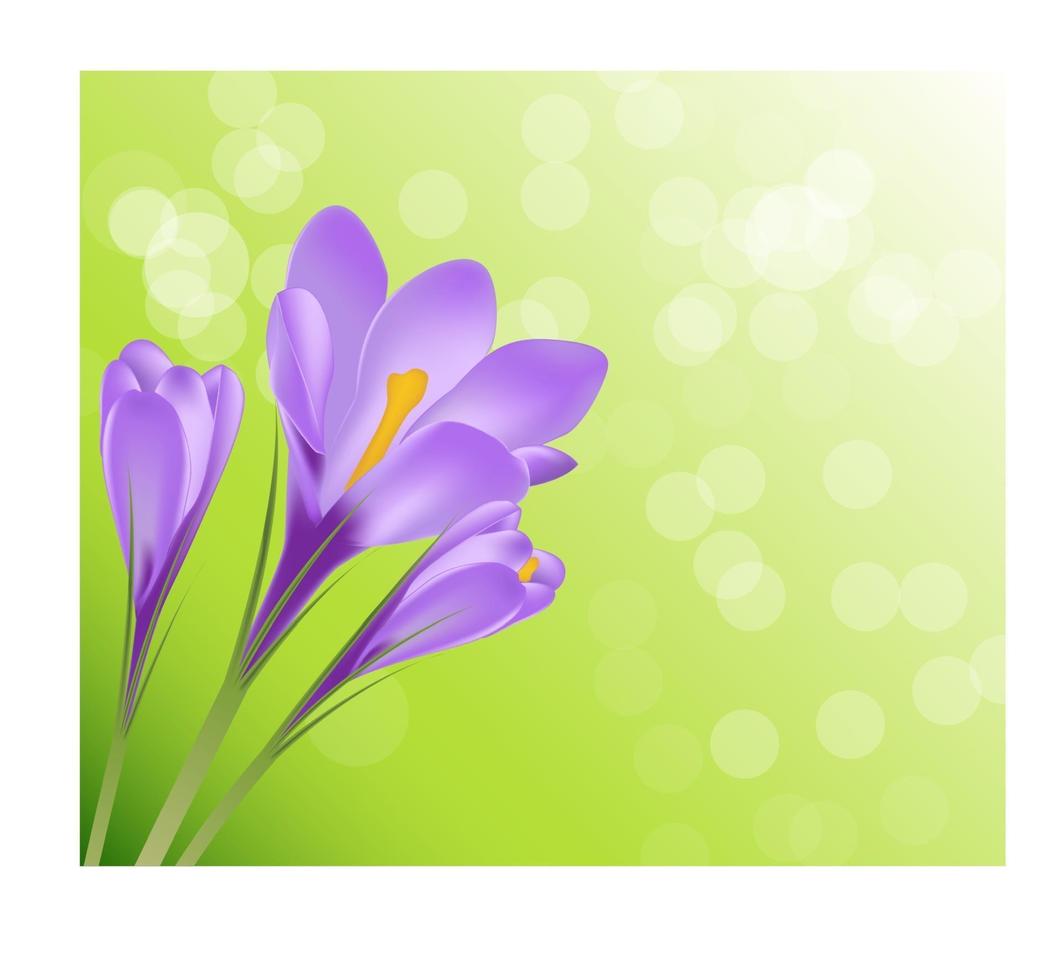 illustrazione vettoriale sfondo di fiori di croco