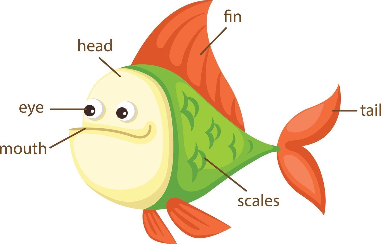 vocabolario di pesce parte del vettore del corpo