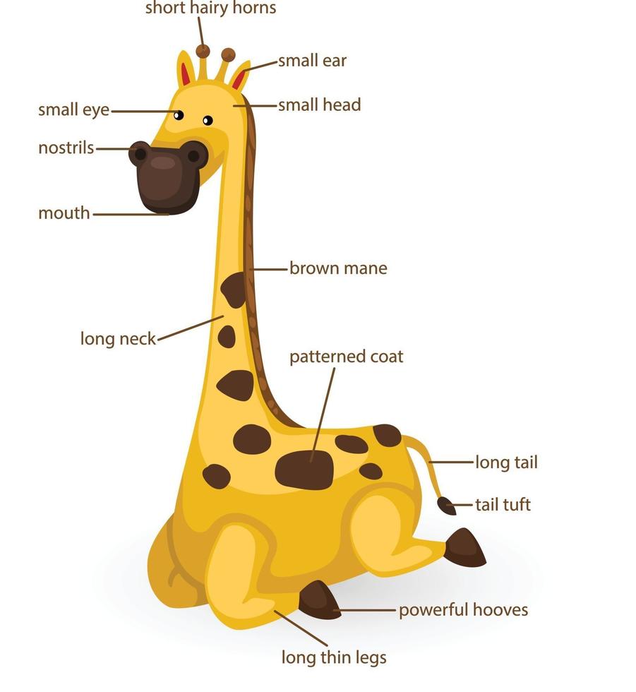 vocabolario giraffa parte del corpo vettore