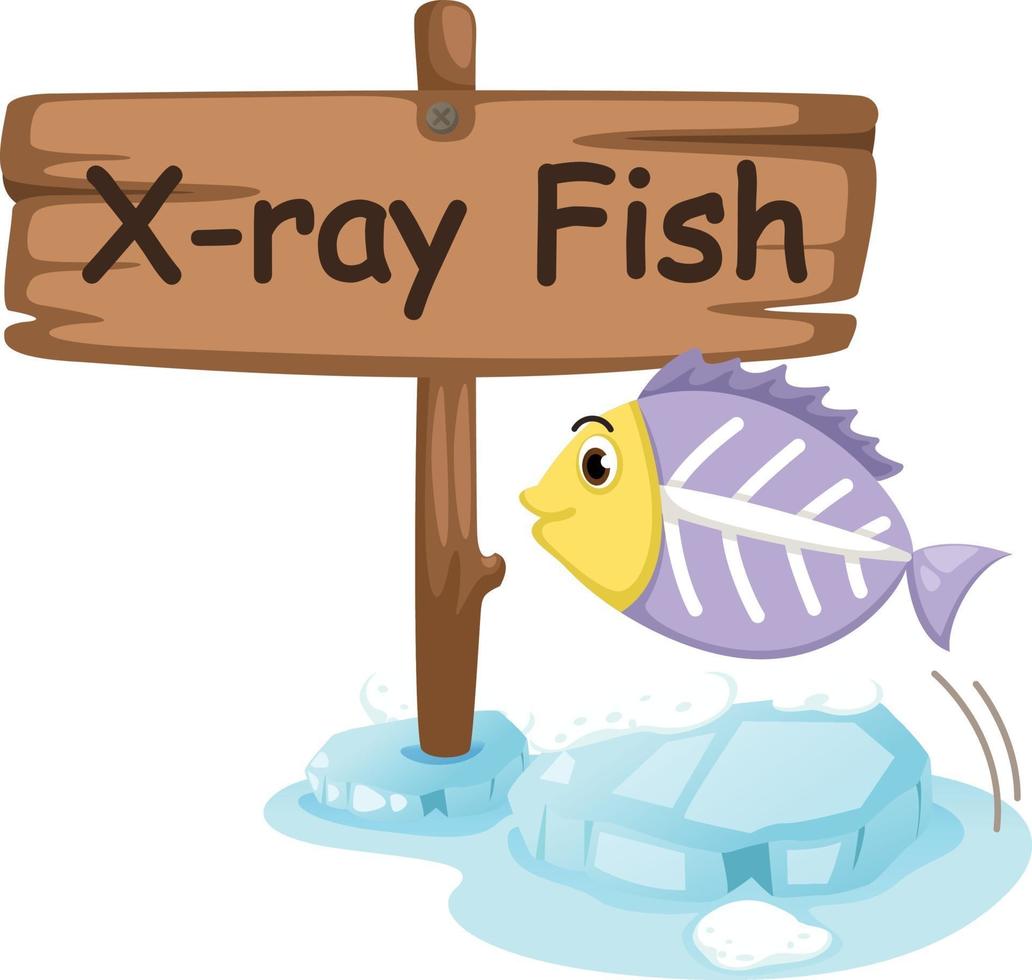 lettera x dell'alfabeto animale per il pesce a raggi x vettore