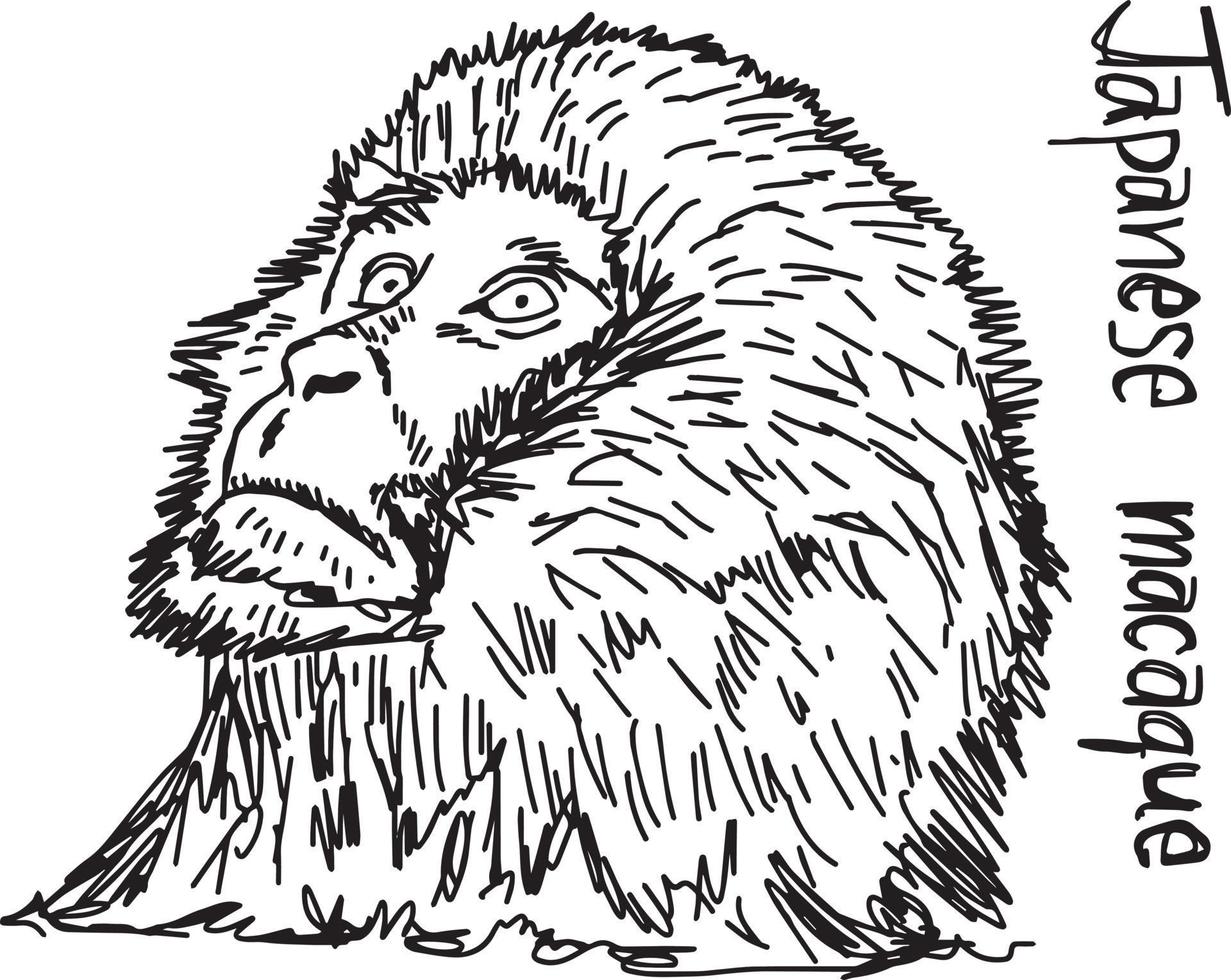 macaco giapponese - illustrazione vettoriale schizzo disegnato a mano