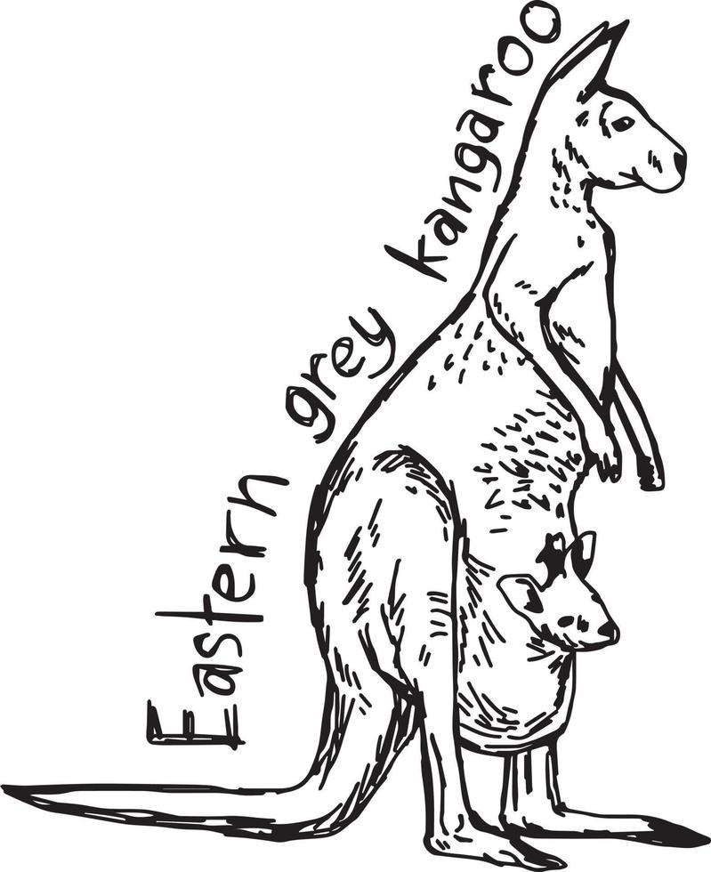 canguro grigio orientale - illustrazione vettoriale schizzo disegnato a mano