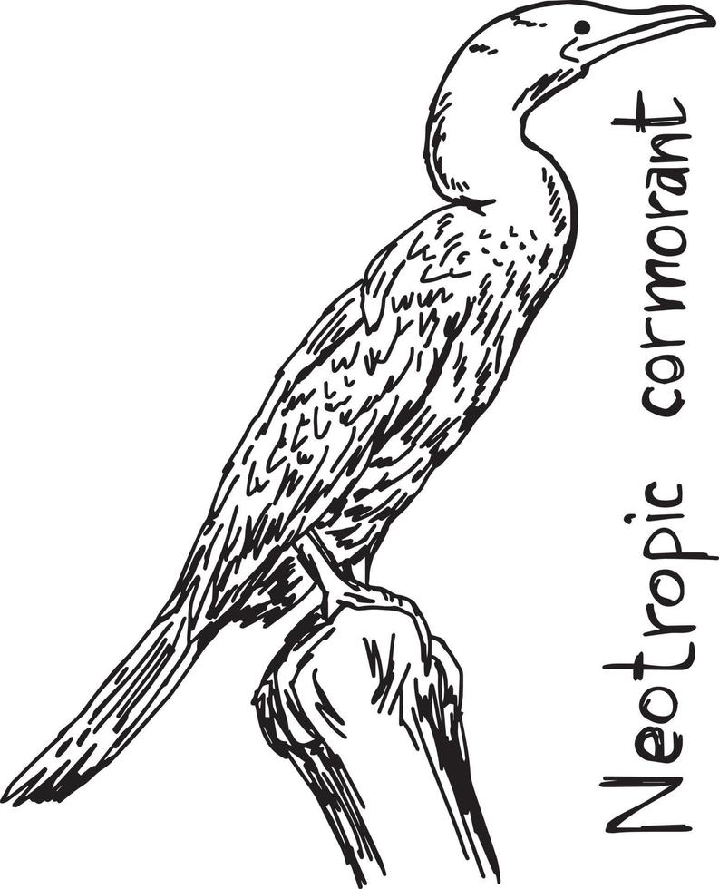 cormorano neotropico - illustrazione vettoriale schizzo disegnato a mano