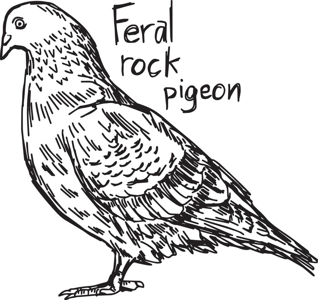 piccione selvatico selvatico - illustrazione vettoriale schizzo disegnato a mano
