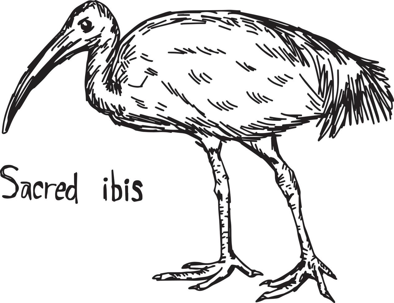 ibis sacro a piedi - illustrazione vettoriale schizzo disegnato a mano