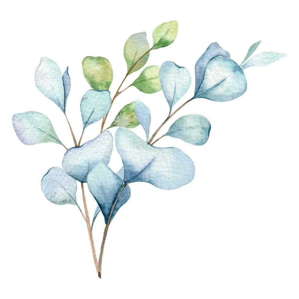 eucalipto acquerello illustrazione. eucalipto verdura mano dipinto isolato su bianca sfondo. Perfetto per nozze inviti, floreale etichette, bridal doccia e floreale saluto carte vettore