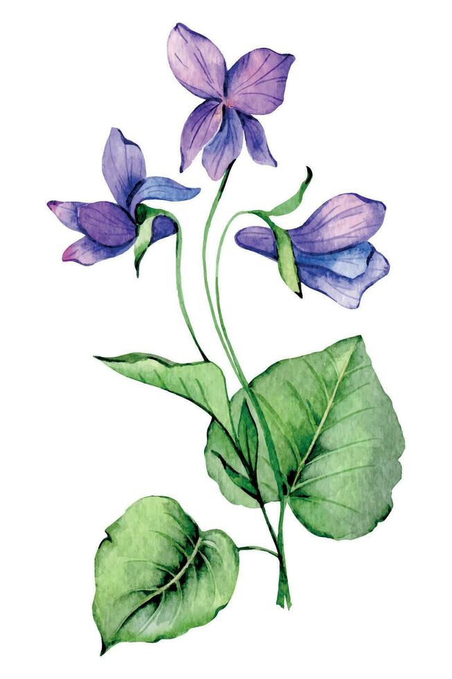 viola acquerello illustrazione. viola fiore isolato su bianca. febbraio nascita mese fiore. viola mano dipinto acquerello botanico illustrazione. vettore