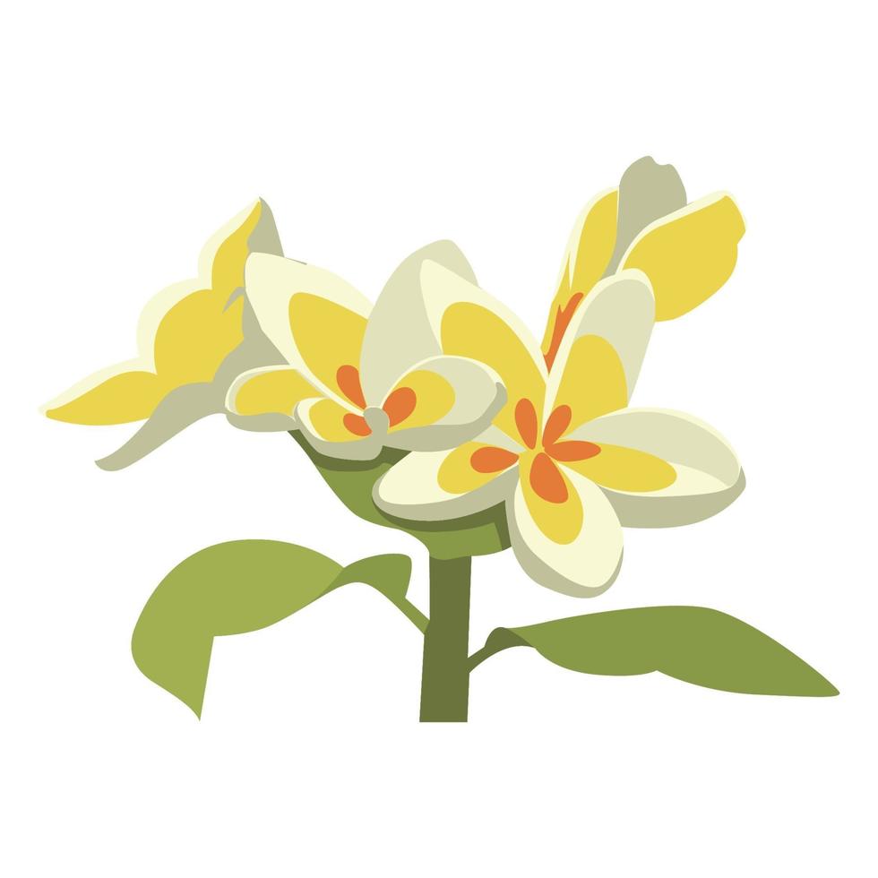 disegno di clipart di colore del fiore di magnolia vettore