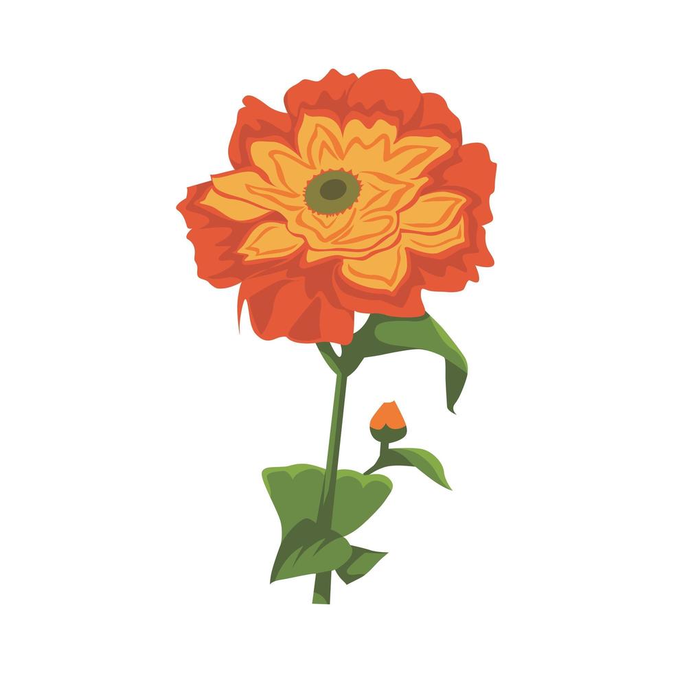 disegno di clipart di colore del fiore di zinnia vettore