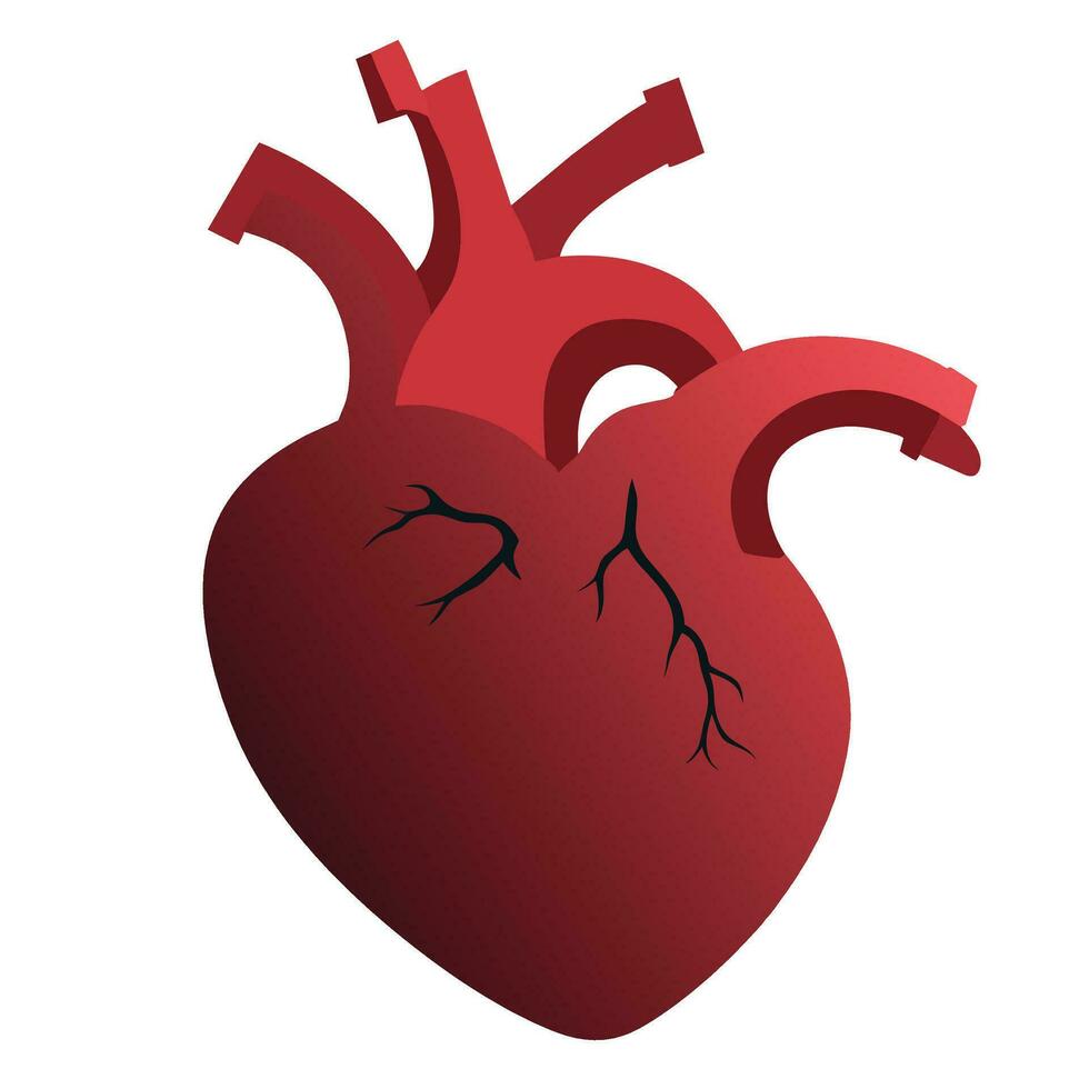 esempio di il umano cuore medico apprendimento media vettore