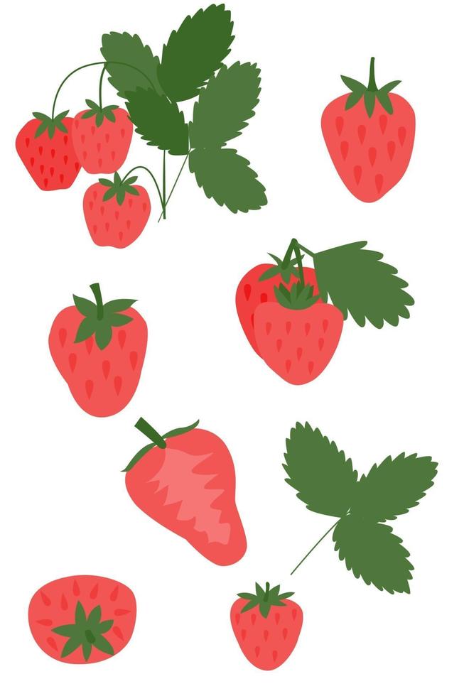 bacche di fragola su sfondo bianco, illustrazione vettoriale. vettore