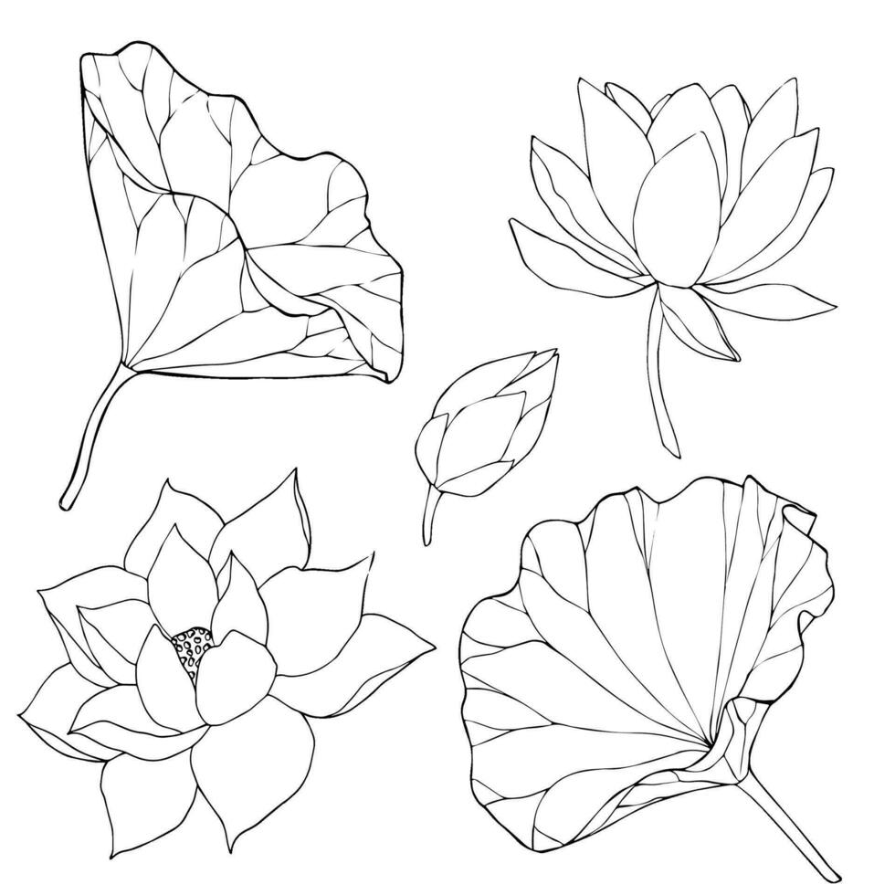 impostato di vettore mano disegnato loto fiori e mini cuffie, enorme foglie, nero linea arte illustrazione. schema floreale disegno per logo, tatuaggio, confezione disegno, composizioni. acqua giglio botanico vettore design