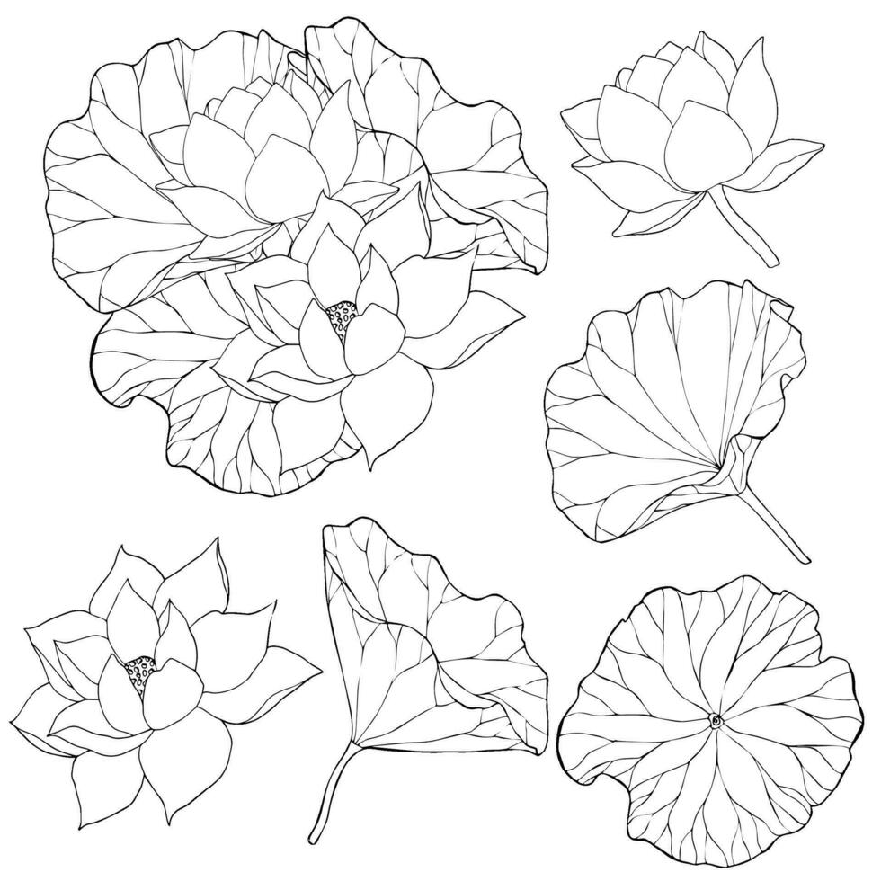 impostato di vettore mano disegnato loto fiori e mini cuffie, enorme foglie, nero linea arte illustrazione. schema floreale disegno per logo, tatuaggio, confezione disegno, composizioni. acqua giglio botanico vettore design