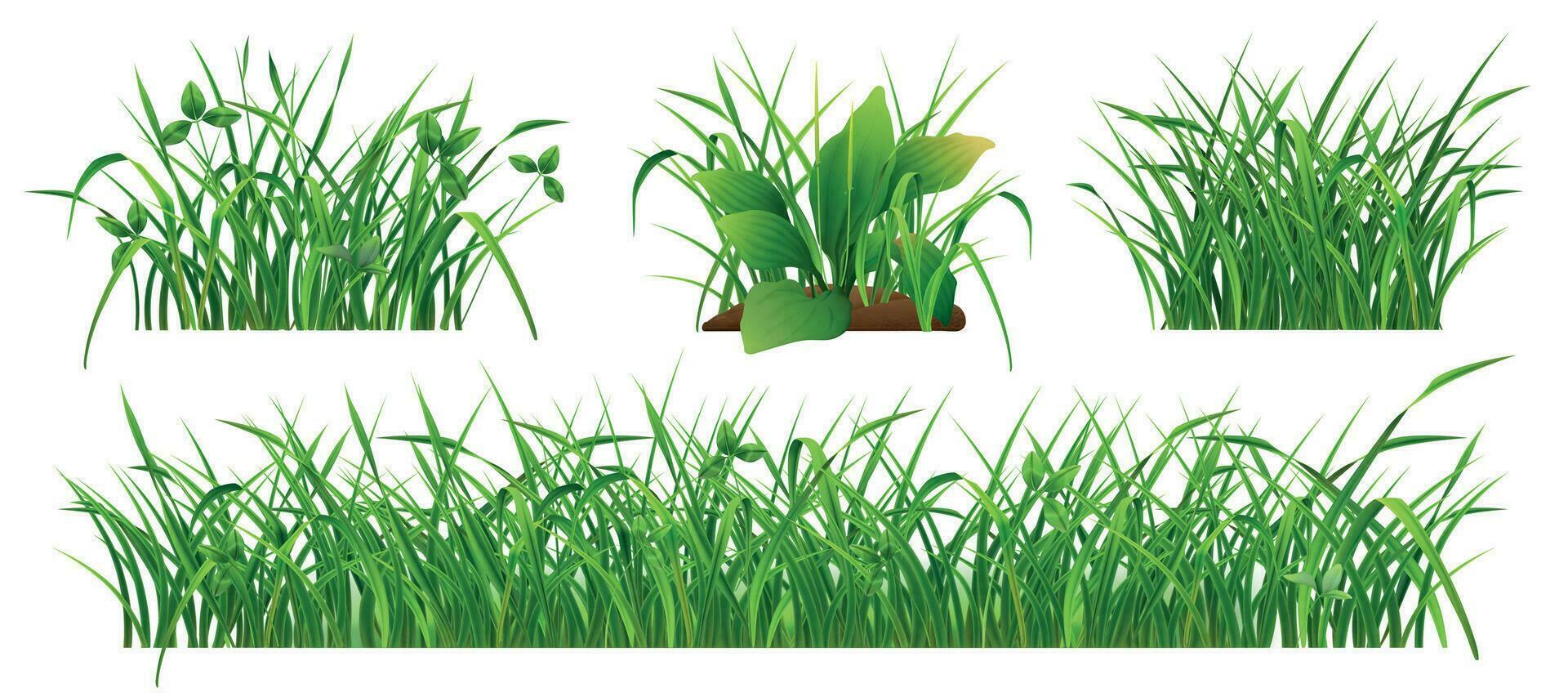 cespugli di fresco verde erba realistico impostato vettore