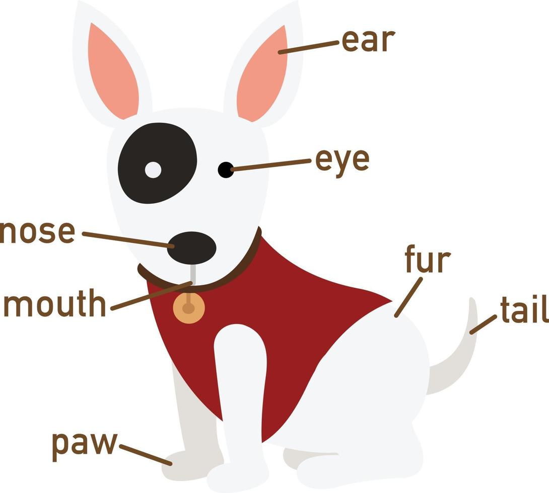 illustrazione del vocabolario del cane parte del corpo vettore